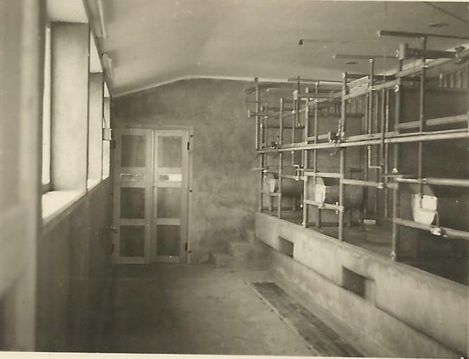 Salle de traite de la bardoulais en 1956